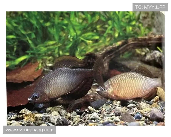 深圳街舞队的速度与技巧探讨引领街舞新潮流的魅力与挑战